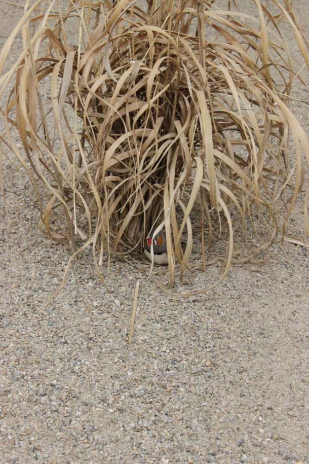 FreePort [No. 007]  Céleste Boursier-Mougenot