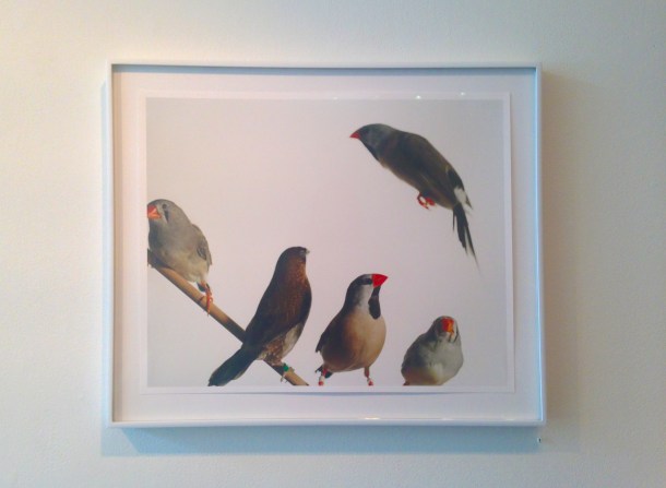 Yola Monakhov Stockton at Aviary